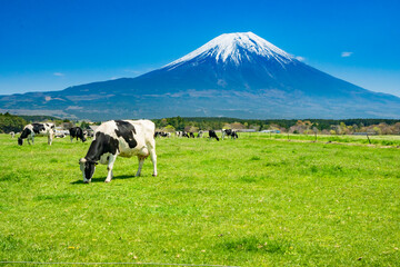 静岡県富士宮市の朝霧高原牧場の牛の群れと雄大な富士山 - obrazy, fototapety, plakaty