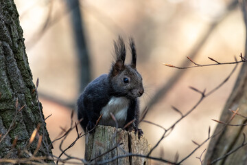 Cute curious squirrel in the morning light #2b (landscape)