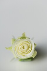 weiß/gelbe Rose, Hintergrund grau, close up