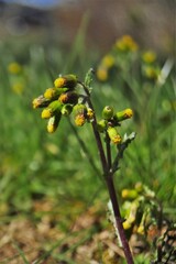 Blumen-Blüten vor einem unscharfen Hintergrund.
