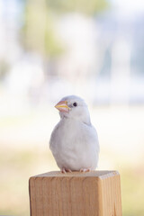 Obraz premium 生後約一か月の白文鳥のヒナ