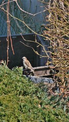 EIn Vogel sitzt auf einem Komposthaufen.