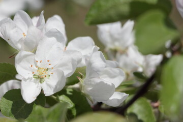 apple tree blossom