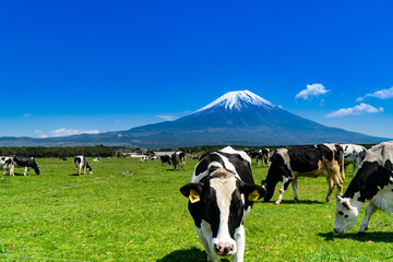 静岡県富士宮市の朝霧高原牧場の牛の群れと雄大な富士山