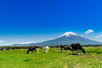 静岡県富士宮市の朝霧高原牧場の牛の群れと雄大な富士山