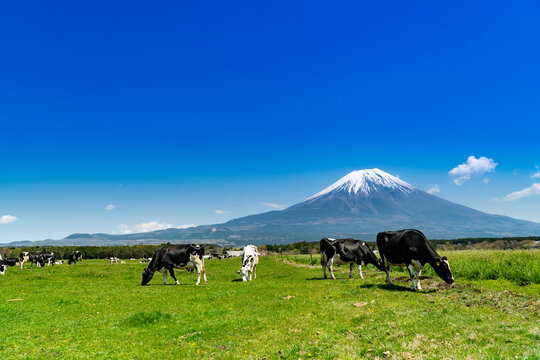 油彩画 牧場の風景 牛たち 油彩画 牧場の風景 牛たち