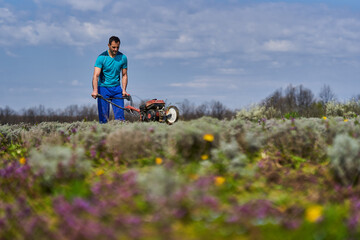 Farmer weeding the lavender field