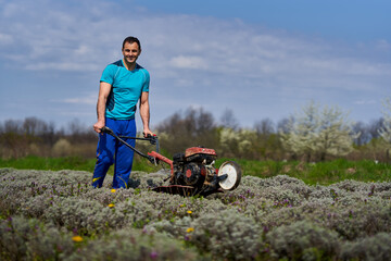 Farmer weeding the lavender field