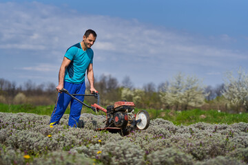 Fototapeta na wymiar Farmer weeding the lavender field