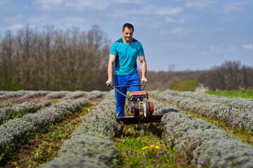 Farmer weeding the lavender field