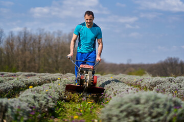 Farmer weeding the lavender field