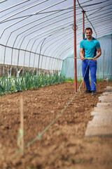 Farmer planting tomatoes