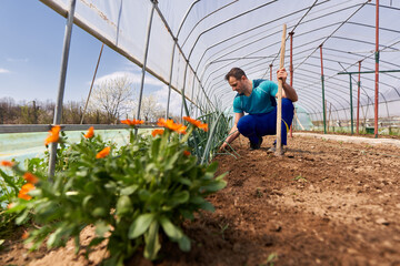 Farmer weeding the spring onions