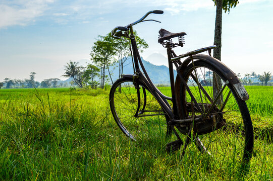bicycle in the field