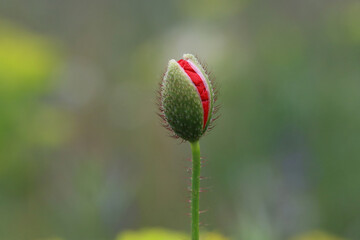 amapola