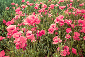 Blooming Poppies field. Wild poppies (Papaver). Flower nature background