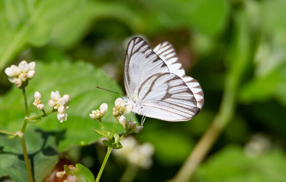 black and white striped albatross butterfly  resting on a white flower with a natural green background in Malaysia