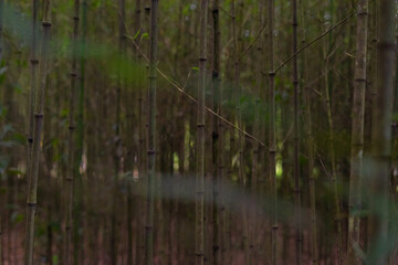 Japanese Garden in Costa Rica