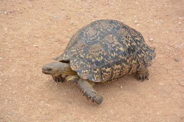 South Africa