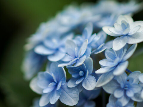 67 911 最適な 青い紫陽花 画像 ストック写真 ベクター Adobe Stock