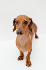 dachshund dog sits on a white background