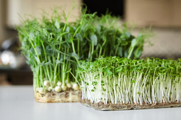 Microgreens arugula and micro green pea sprouts on white table