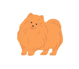 Portrait of cute Pomeranian Spitz with funny muzzle. Small toy dog of Pom breed. Adorable fluffy purebred doggy. Colored flat vector illustration of friendly puppy isolated on white background