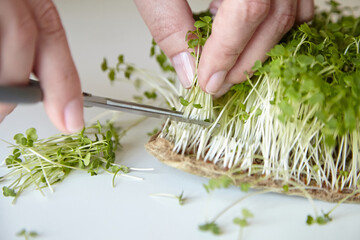 Microgreen arugula sprouts. Woman cuts off micro greens with scissors - obrazy, fototapety, plakaty