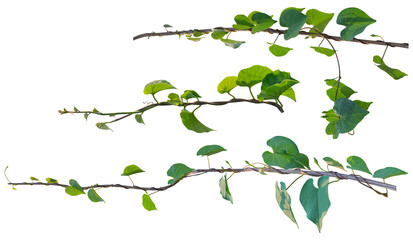 Vine plant, Ivy leaves collection isolated on white background, clipping path