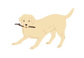Labrador Retriever dog playing and holding caught stick in mouth. Friendly playful doggy with raised tail. Colored flat vector illustration of happy animal isolated on white background