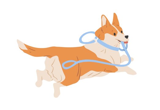 Cute Welsh Corgi dog running away with leash in mouth. Happy funny doggy escaping. Colored flat vector illustration of adorable pet isolated on white background