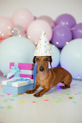 dachshund dog celebrates its birthday. a dachshund sits on a background of balloons in a birthday cap with gift boxes