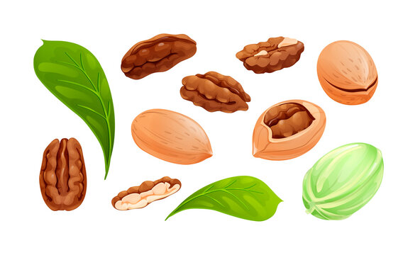 Pecan nut set, different statements and rotations