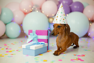 dachshund dog celebrates its birthday. a dachshund sits on a background of balloons in a birthday...