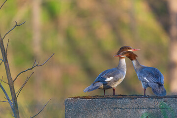 Two female mergansers in the mating season - beginning of spring 