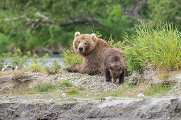 Naklejka premium Ruling the landscape, brown bears of Kamchatka (Ursus arctos beringianus)