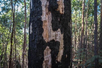 Fototapeta na wymiar burned tree in Kinglake National Park