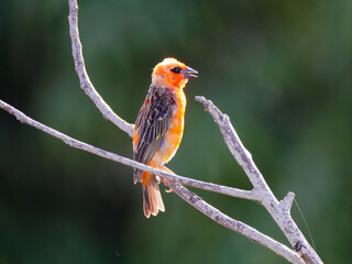 Red Oramge bird chirping in backlight