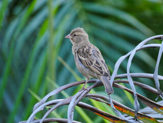 Cute gray bird perching on palm tree branch