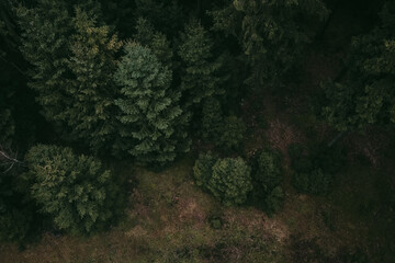 Mystic moody forrest from above