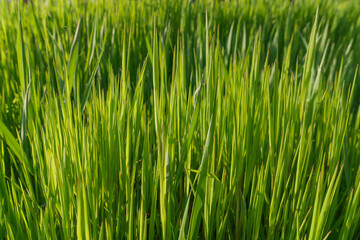 Fototapeta na wymiar Fresh green grass close up