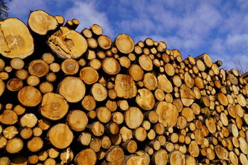 Holz im Wald Baubranche Frischholz Fichten
