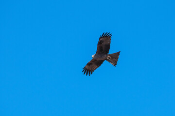Fototapeta na wymiar a bird of prey soars in the blue sky