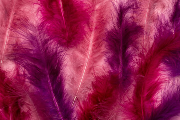 Beautiful abstract pink and purple feathers on pastel background and soft white pink feather texture on colorful pattern, colorful background, colorful feather