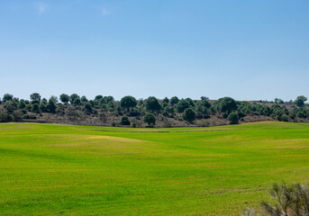 Fototapeta na wymiar beautiful green and luminous field with blue sky