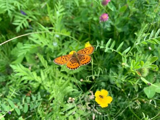 Obraz premium Beautiful and tender butterfly on the wild flowers and green grass background