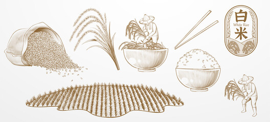 Vintage engraving rice elements