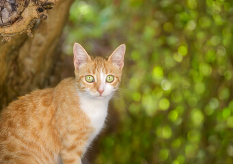 Cute young cat portrait, red tabby with white and geen eyes, looking curiously with green leaves bokeh background 