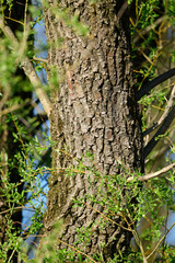 Weiden-Stamm (Salix) / Willow trunk © bennytrapp