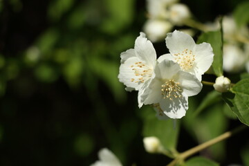 Fototapeta premium jasmine flowers